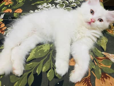 Persian kittens