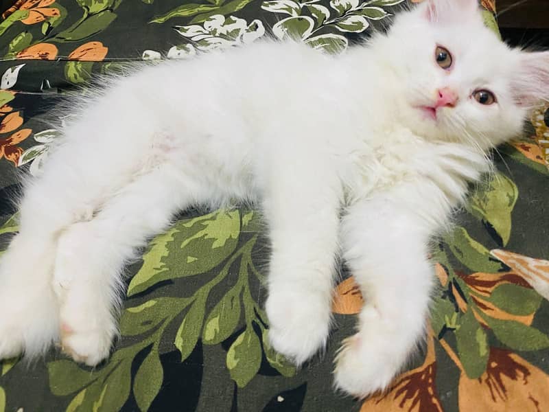 Persian kittens 0