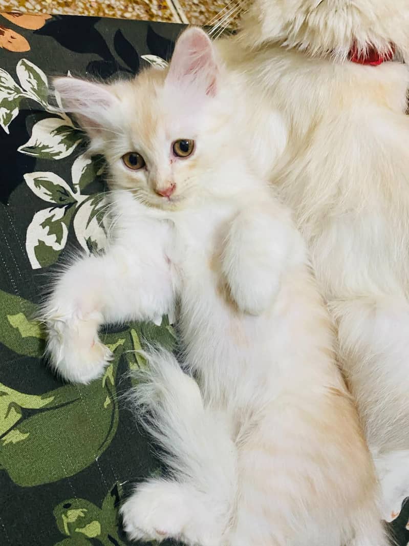 Persian kittens 1