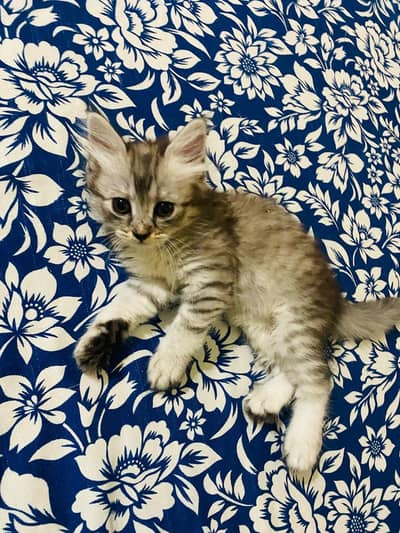 Persian kittens