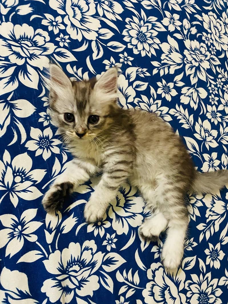 Persian kittens 2
