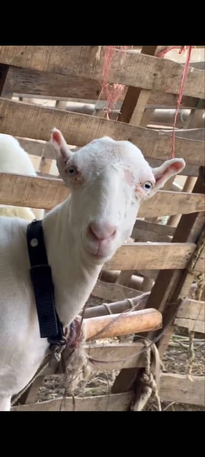 Bakra for sale