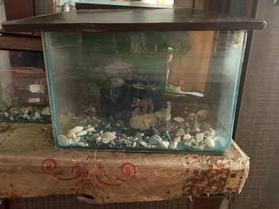 fish corum