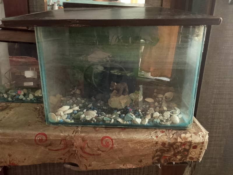 fish corum 0