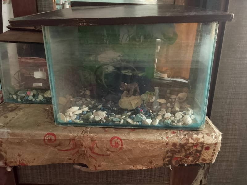 fish corum 1