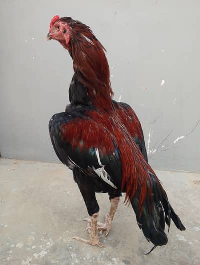 lakha murga home breed ka