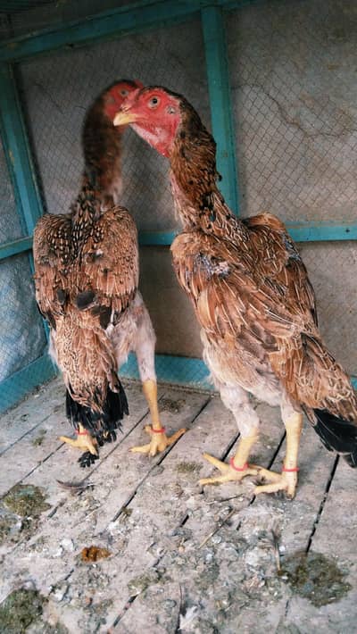 Shamo Females