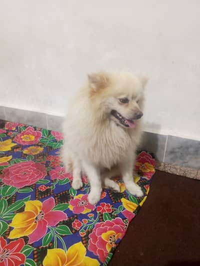 Dogi for sale