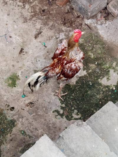 Aseel Family For Sale - 1 Male 3 Females + 7 Chicks