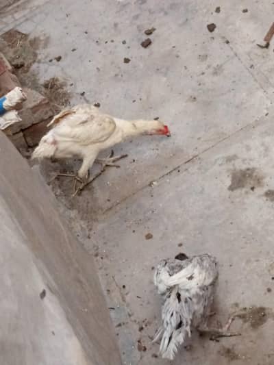 Aseel Family For Sale - 2 Females + 7 Chicks
