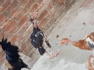 Aseel Family For Sale - 6 Chicks