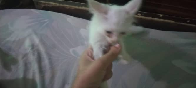 ShotHair Kitten