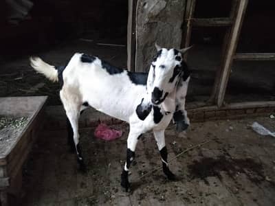beetal bakri