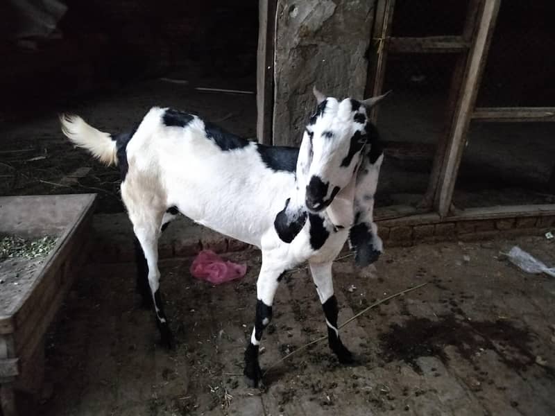 beetal bakri 0