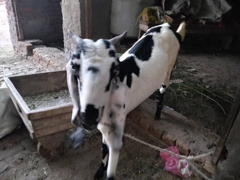 beetal bakri 1