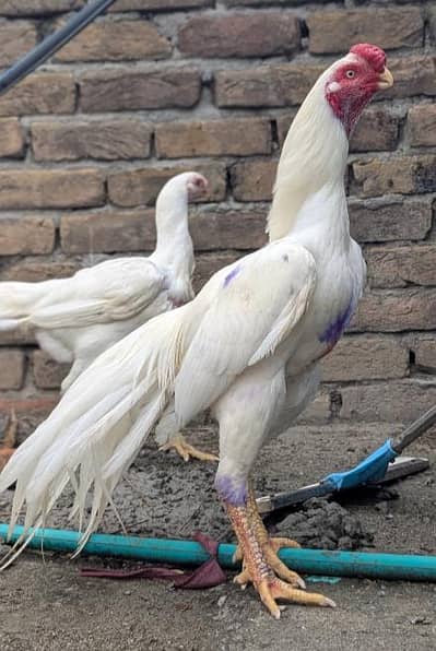 Indian paper white parrot beak chicks long tail white eyes parrot beak
