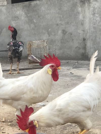 Two Desi For sale