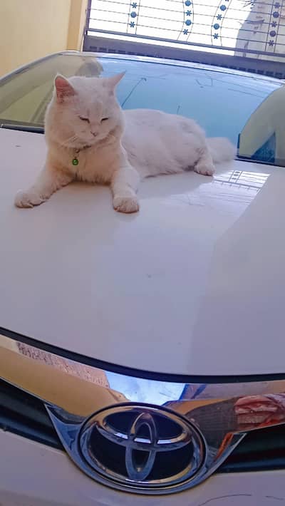 Cat For Sale