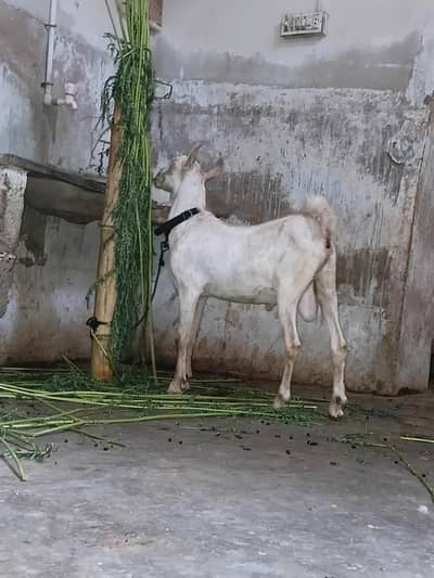 munda teddy bakra