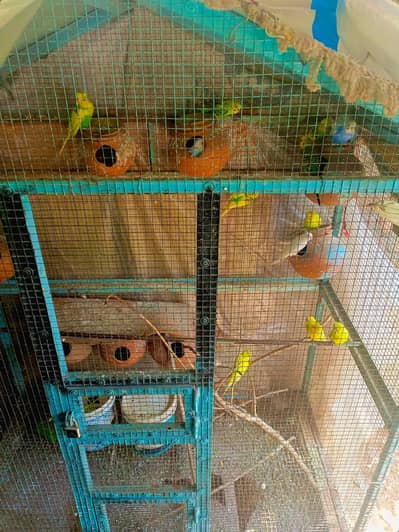 پنجرے۔۔2 عدد اور بریڈر بجری طوطے 4 جوڑے