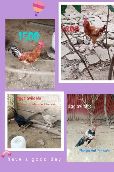 Desi murga,Aseel eggs