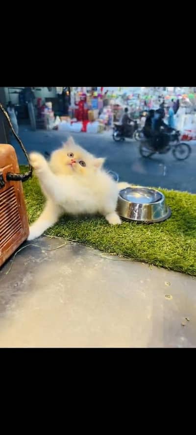 persian cat for sale