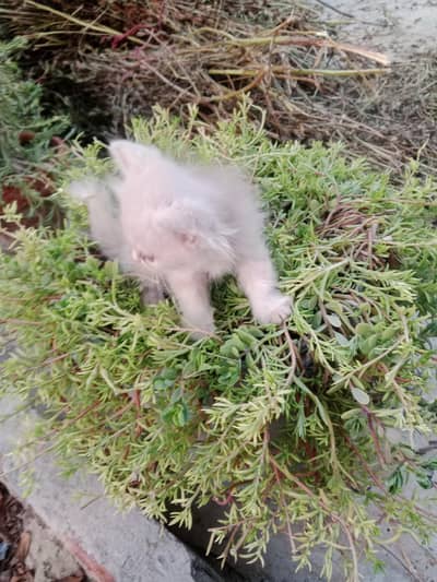Persian kittens for sale