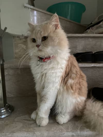 1 year old Persian cat