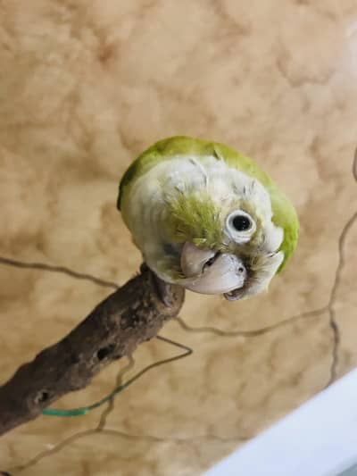 painapple cheek conure for sele talking parrot very play full
