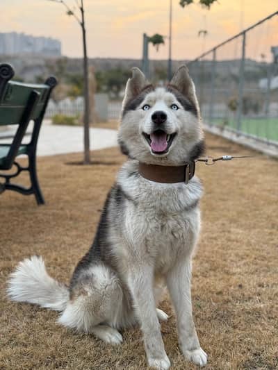 Beautiful Siberian Husky up for Adaption