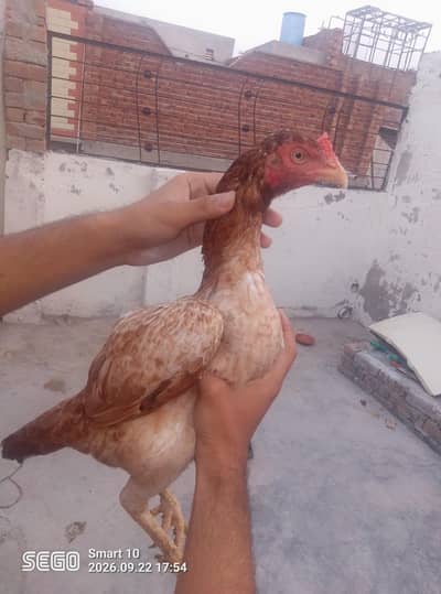 high quality aseel mianwali murgi