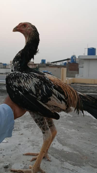 long hight shamoo
