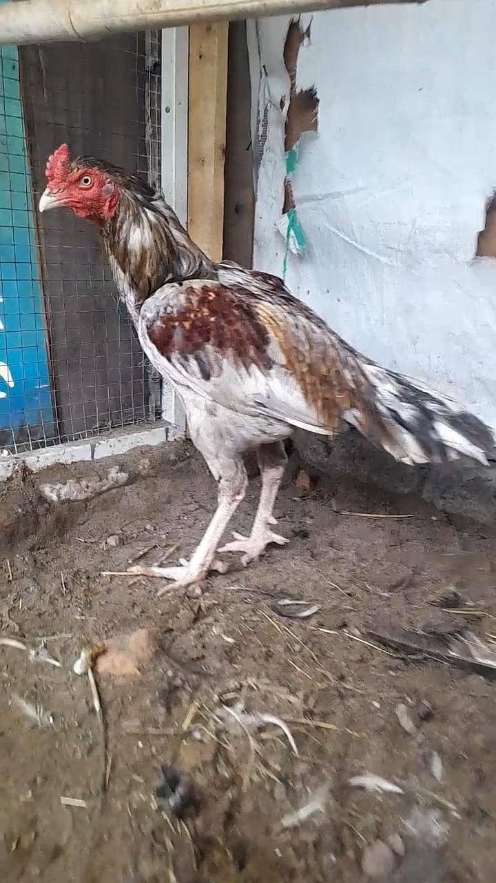 aseel murga 0