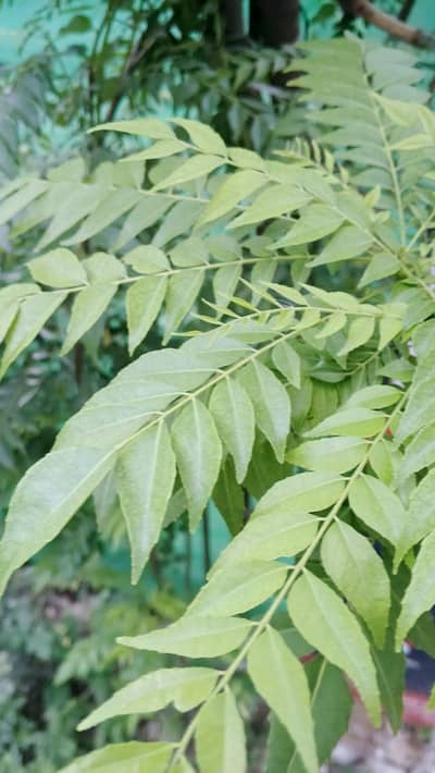Kati patta plant