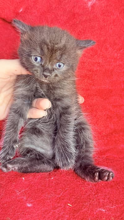 22 Days Old Persian Kitten