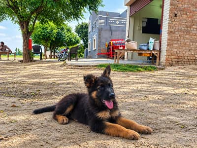 german shepered