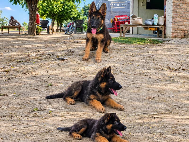 german shepered 1