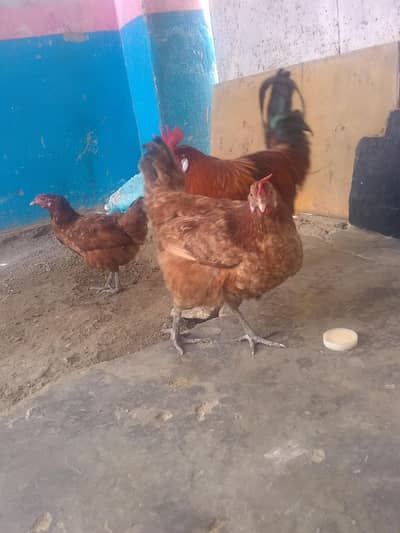 Hens 3500 Final Good  condition