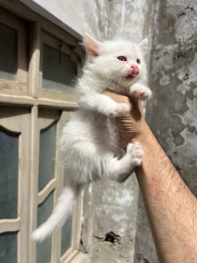Three persian kitten