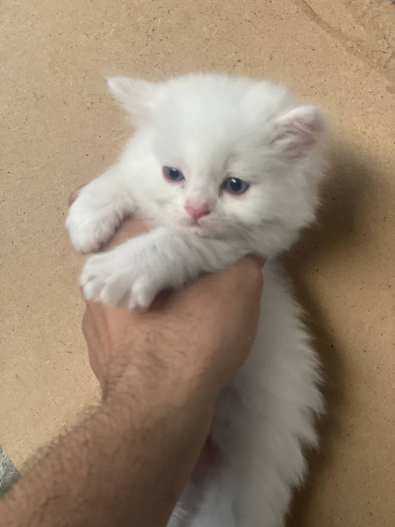 Three persian kitten 1