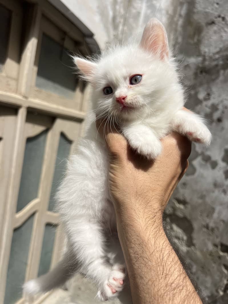 Three persian kitten 2