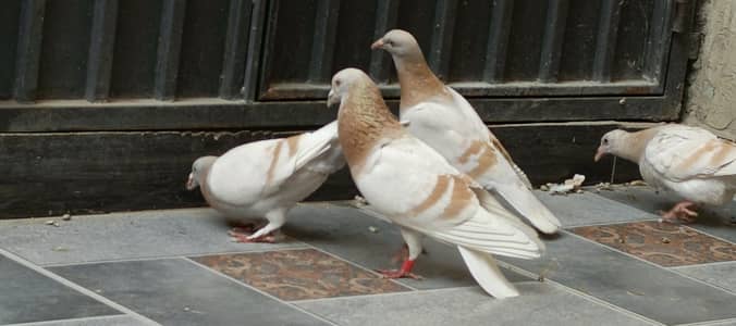 cream bar pigeon