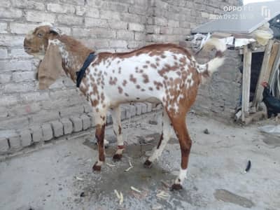 makki chena male goat