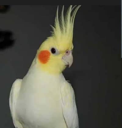 Cockatiel