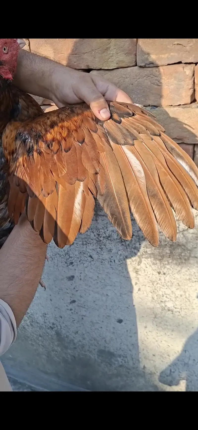 Aseel breeder — photo 2