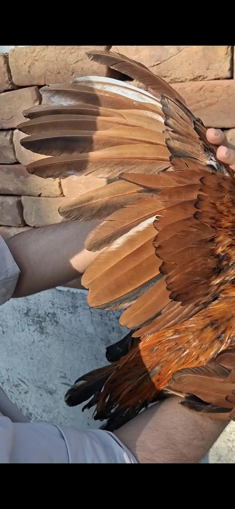 Aseel breeder — photo 3
