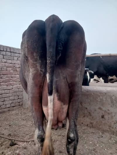 jersey Friesian