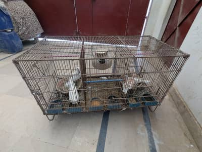 پنجرے اور پرندے برائے فروخت  English: Cages and birds for sale