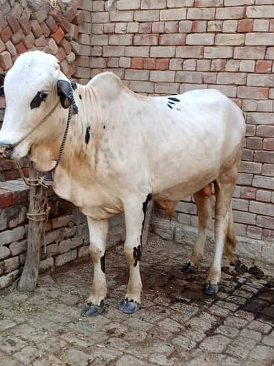 Bull for sale