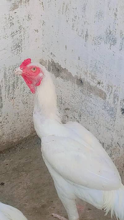 PAPER WHITE HERRA